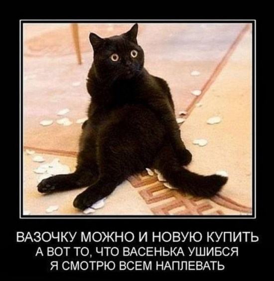 Котик
