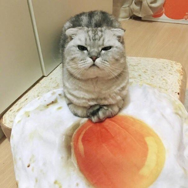 Котик