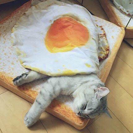 Котик