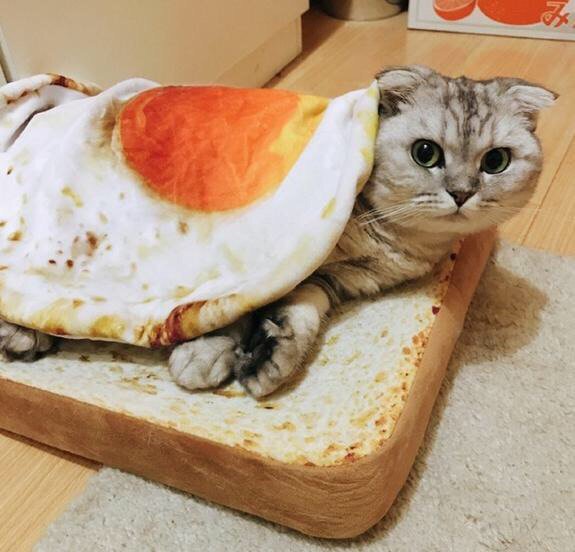 Котик
