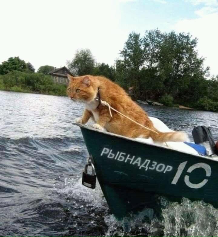 Котик