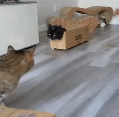 Котик и тп